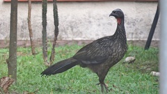 Penelope obscura