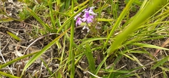 Glandularia selloi