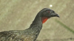 Penelope obscura