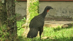 Penelope obscura