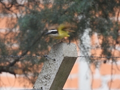 Pitangus sulphuratus