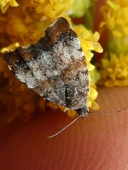 Choreutis