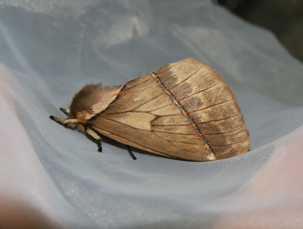 Pseudodirphia eumedidoides