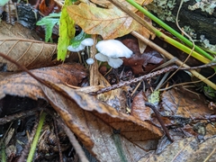 Marasmius calhouniae