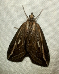 Chesias legatella