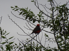 Pyrocephalus rubinus