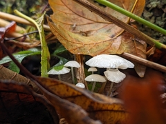 Marasmius calhouniae