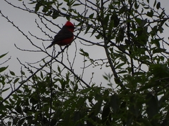 Pyrocephalus rubinus