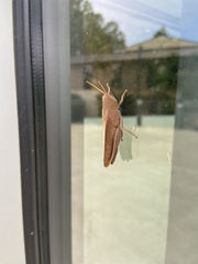 Schistocerca damnifica