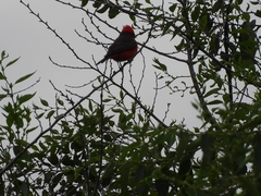 Pyrocephalus rubinus