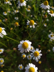 Matricaria chamomilla