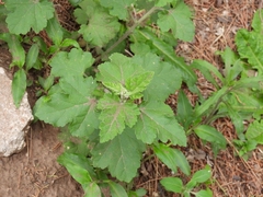 Sphaeralcea bonariensis