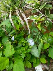 Psophocarpus tetragonolobus