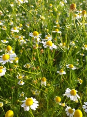 Matricaria chamomilla