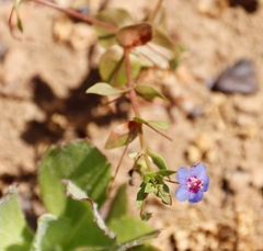 Lysimachia arvensis caerulea