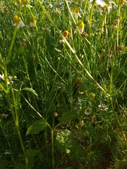 Matricaria chamomilla