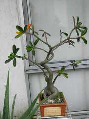 Apocynoideae