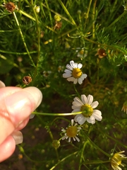 Matricaria chamomilla