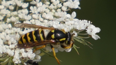 Dolichovespula sylvestris