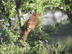 Pseudoseisura lophotes