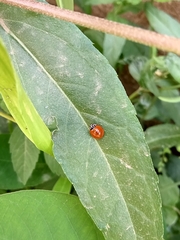 Cycloneda sanguinea