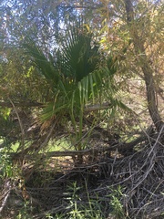 Washingtonia filifera