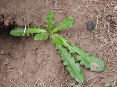Hypochaeris radicata