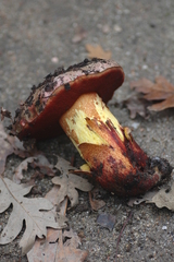 Rubroboletus rhodoxanthus