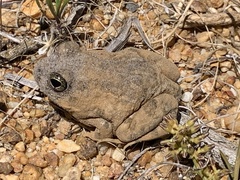 Tomopterna delalandii