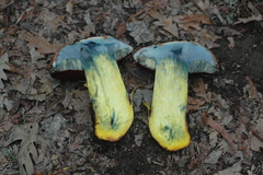 Rubroboletus rhodoxanthus