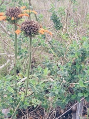 Leonotis ocymifolia