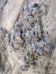 Tillandsia capillaris