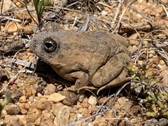 Tomopterna delalandii