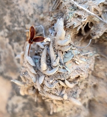 Tillandsia capillaris