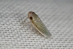 Xyphon reticulatum