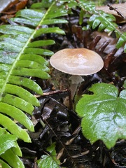 Agaricus diminutivus