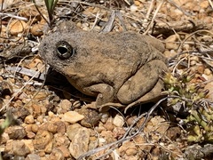 Tomopterna delalandii
