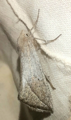 Compsoptera opacaria