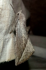 Compsoptera opacaria