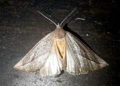 Compsoptera opacaria