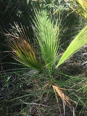 Washingtonia filifera