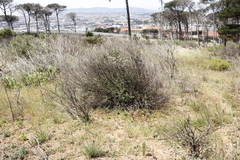 Olea europaea cuspidata