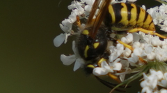 Dolichovespula sylvestris