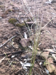 Austrostipa scabra