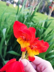 Gladiolus