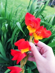 Gladiolus