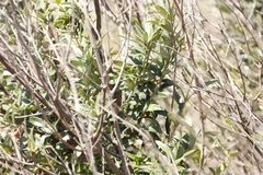 Olea europaea cuspidata