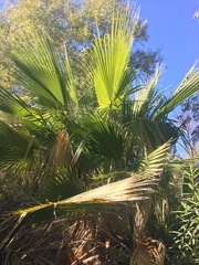 Washingtonia filifera