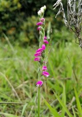 Spiranthes australis