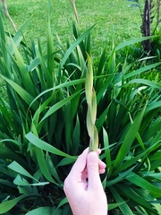 Gladiolus